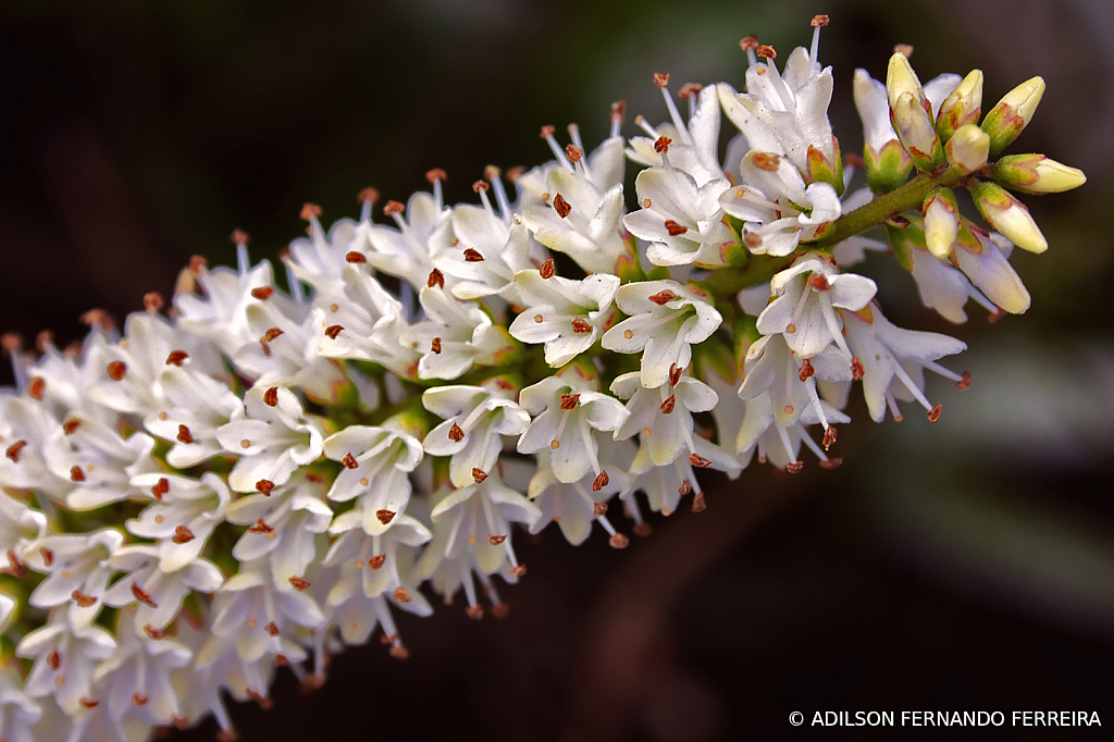 Delicate wildflowers