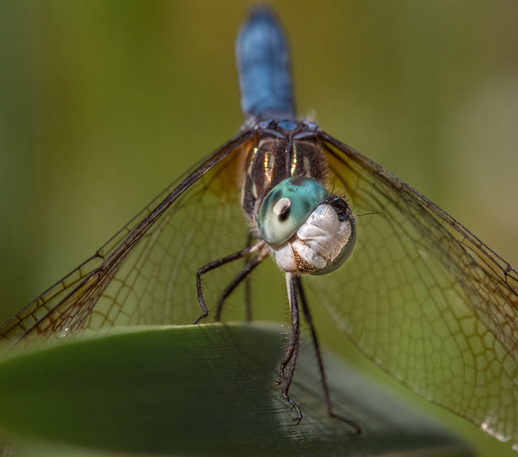 My New Friend - The Dragonfly - ID: 15836961 © Kitty R. Kono