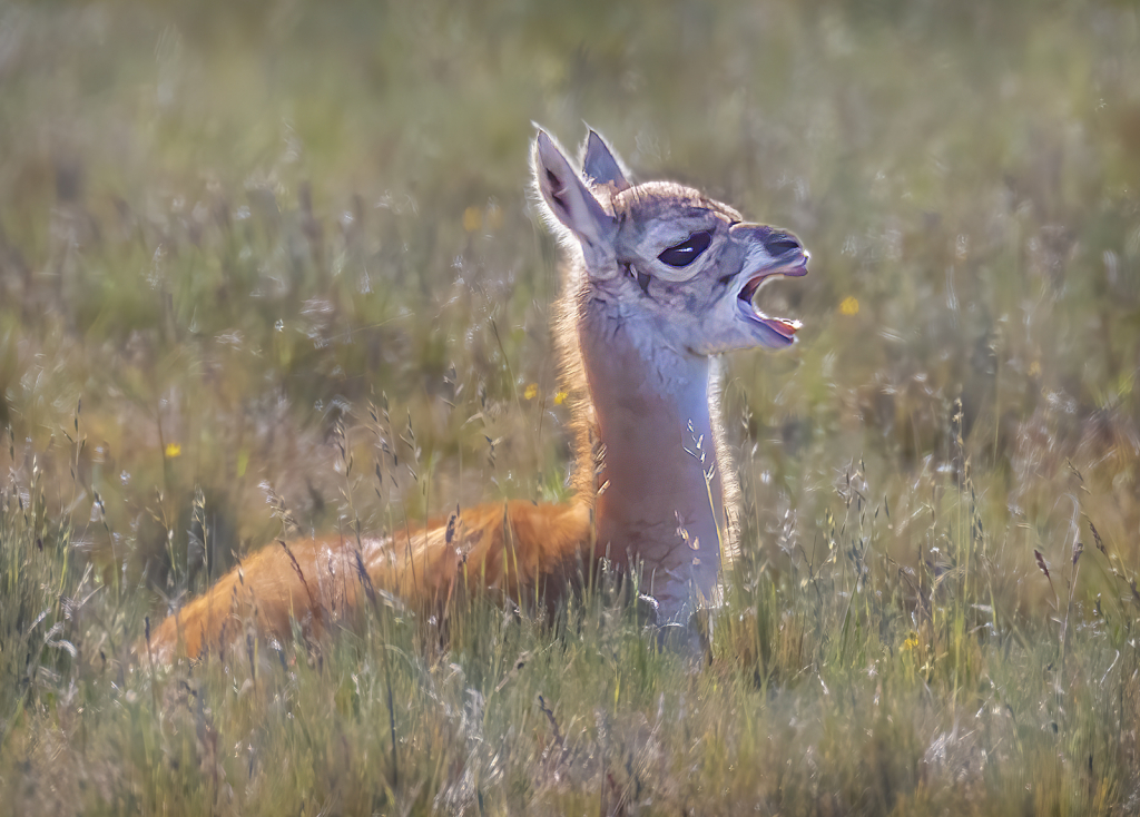 Baby Guanaco    