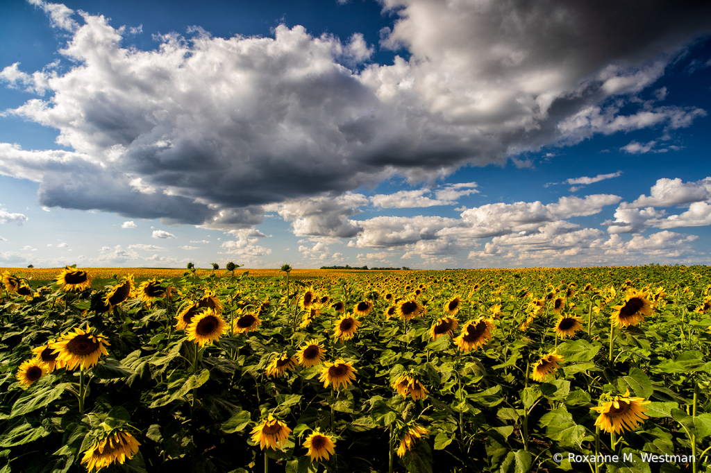 Sunflower season is here - ID: 15836926 © Roxanne M. Westman