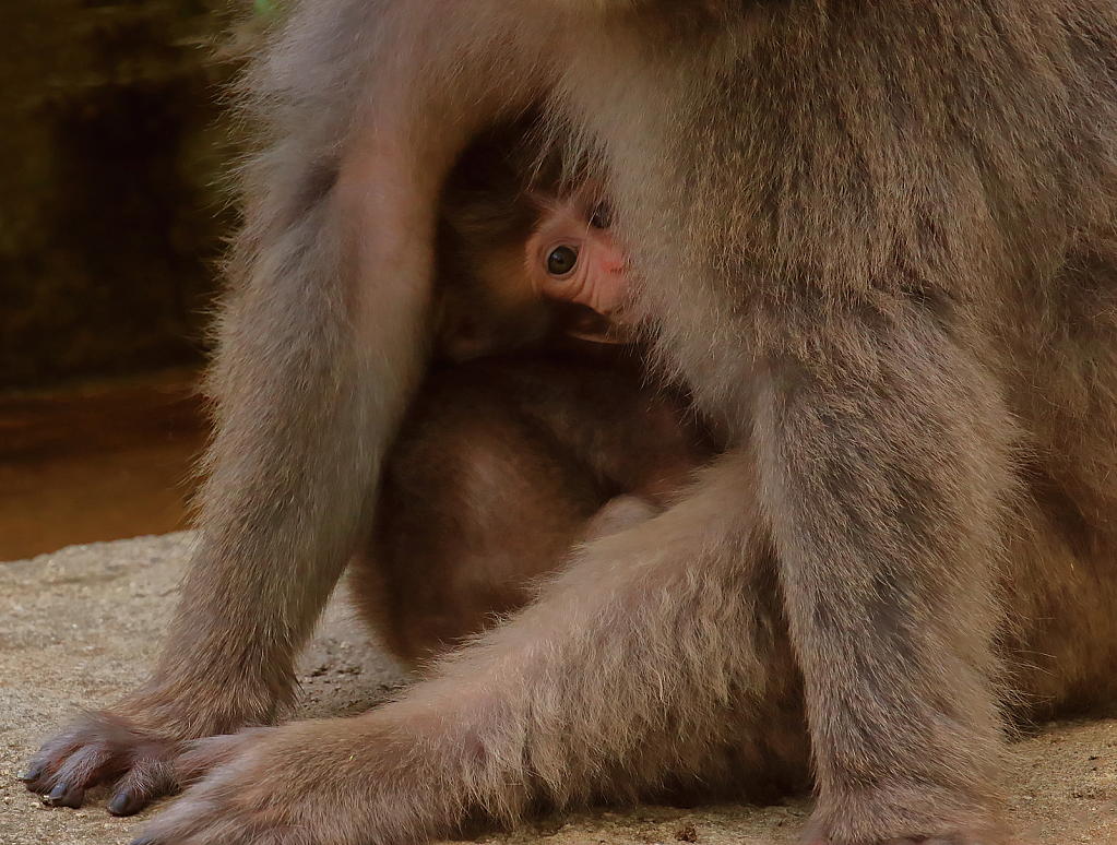 Hiding with Mama