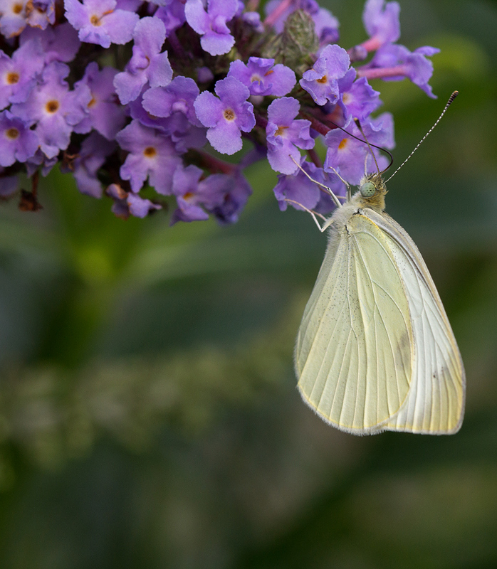 Cabbage White on Butterfly Bush