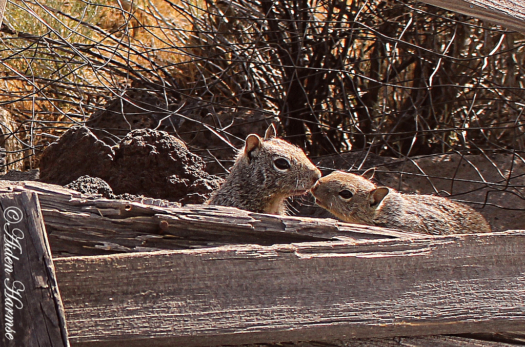 Mother and Daughter (Squirrels Kissing)