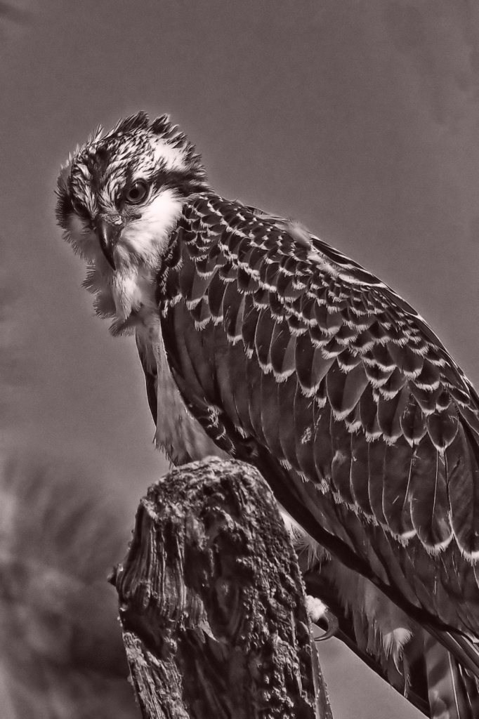 Young Osprey