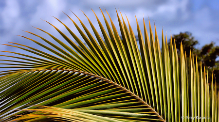 St. Thomas Botanical Garden