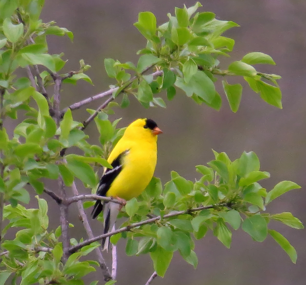 Treed Goldfinch
