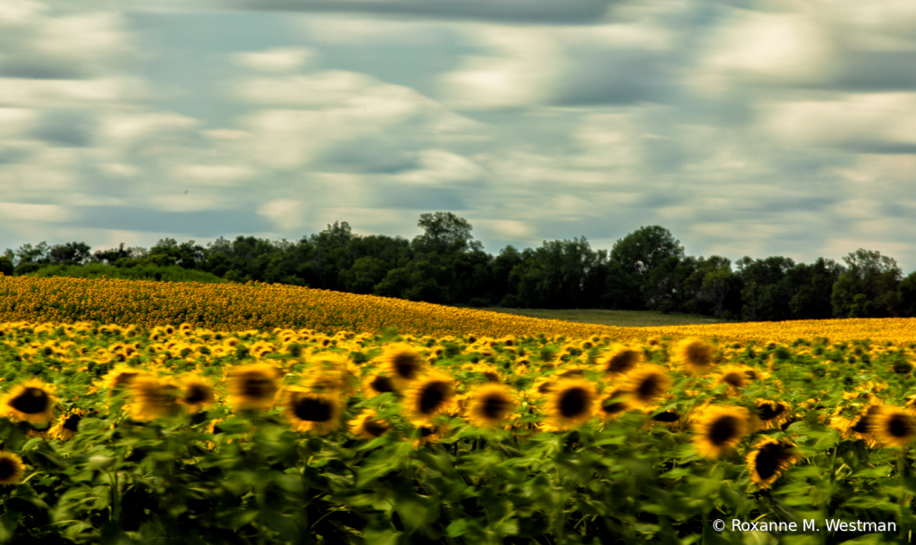 Artistic view of sunflowers on a windy day - ID: 15837496 © Roxanne M. Westman