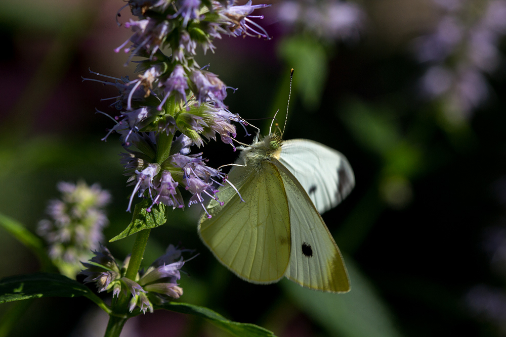 Cabbage White on Giant Hyssop