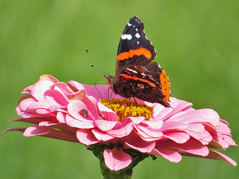 Painted Lady