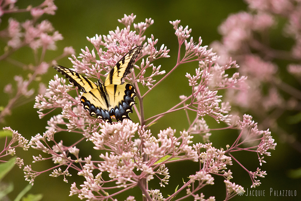 Eastern Tiger Swallowtail