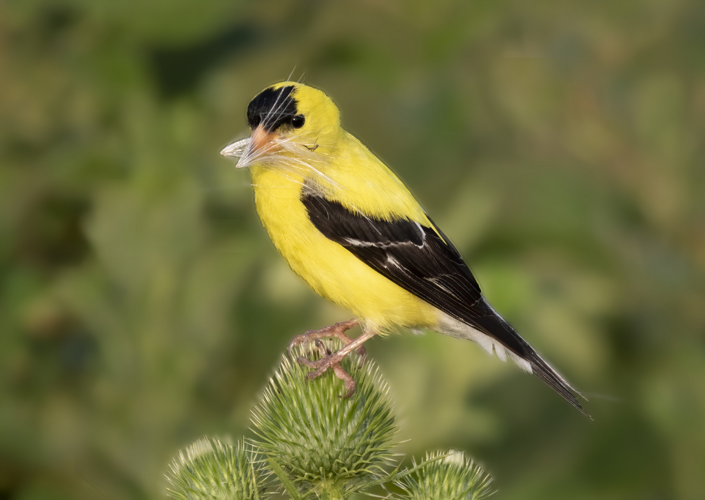 American Goldfinch with Thistle Seeds  