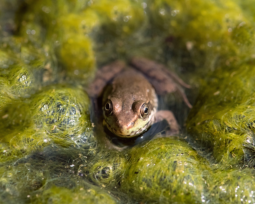 Frog in the Moss