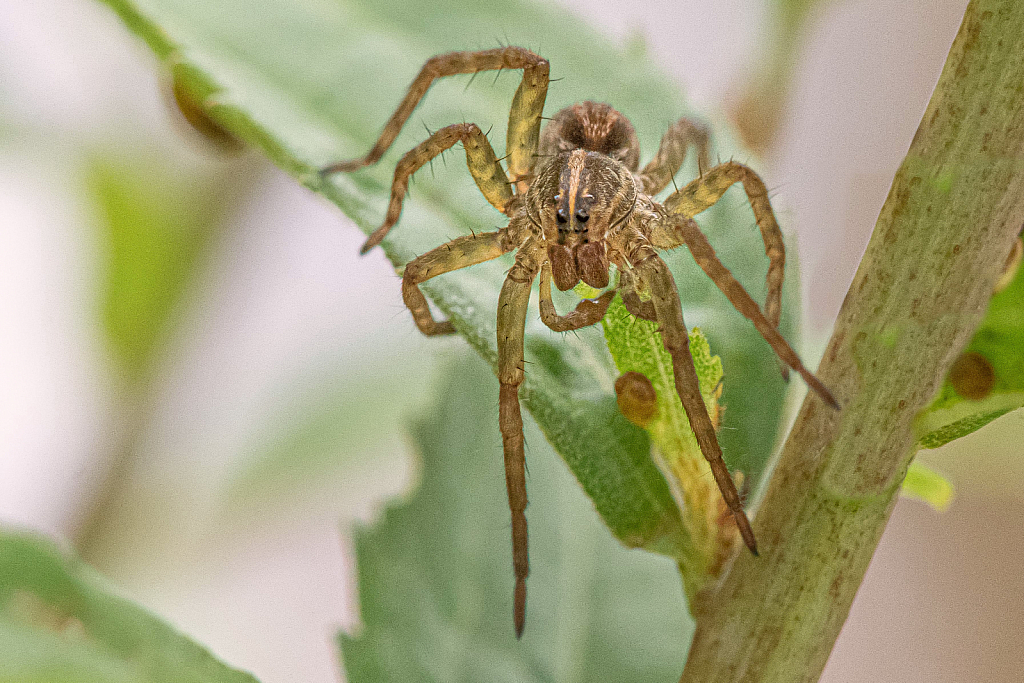 Wolf Spider in the Storm