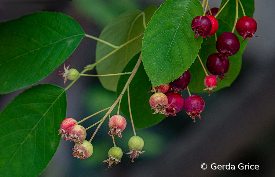 Ripe and Ripening Berries