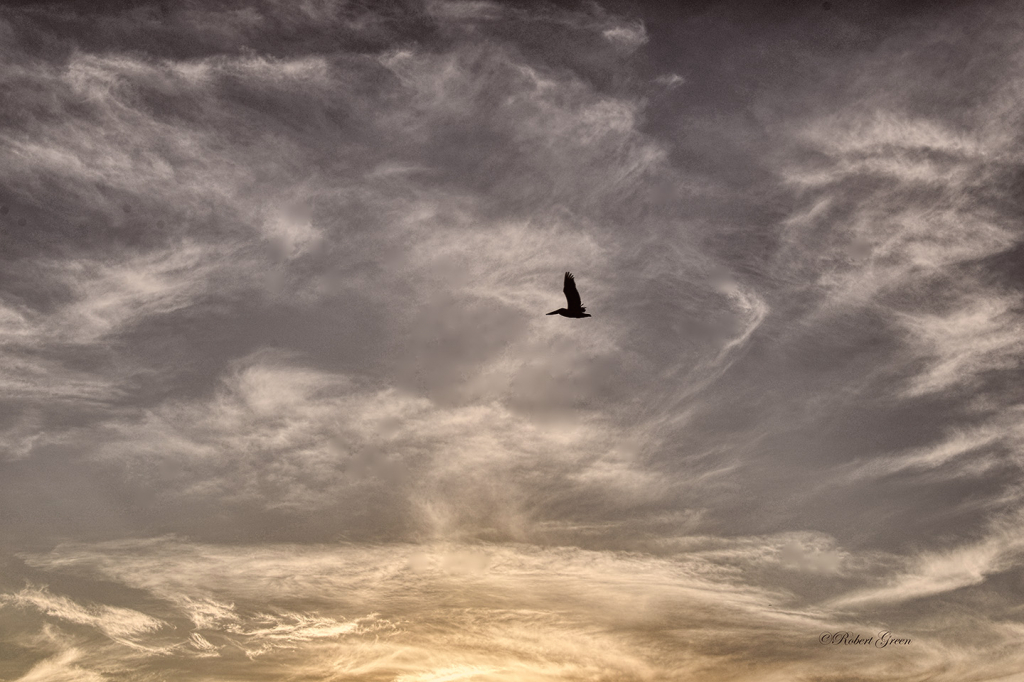 Flying High - ID: 15837470 © Robert/Donna Green