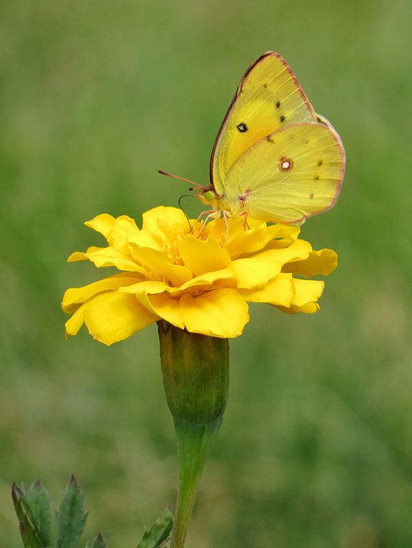 Yellow Sulphur