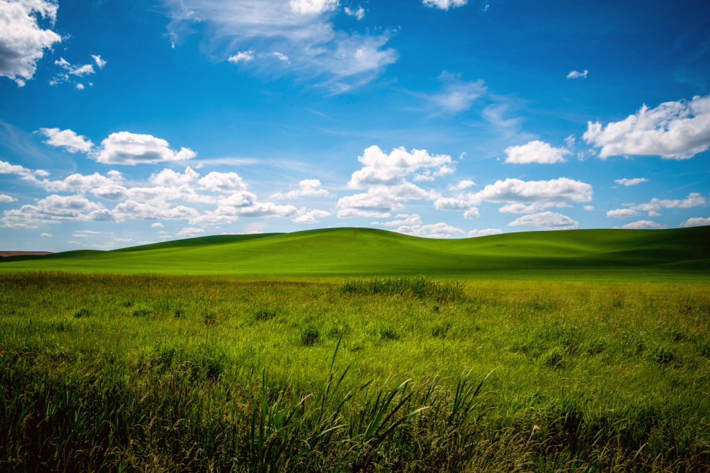 Summer time in the Palouse