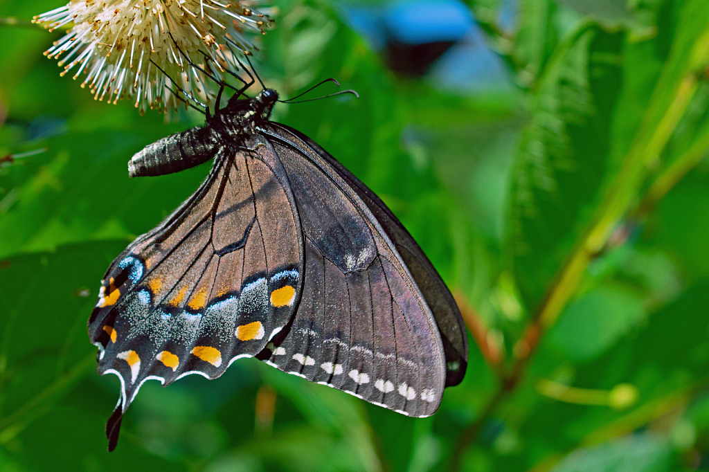 Inverted Black Swallowtail Butterfly