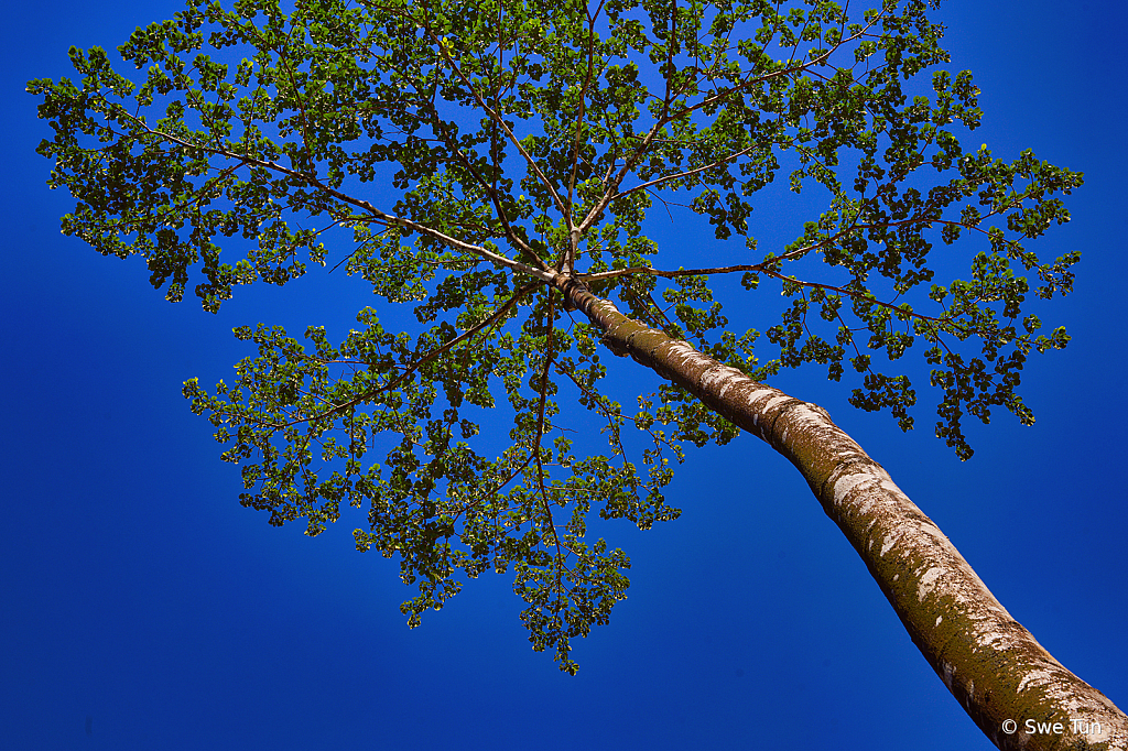 nature tree