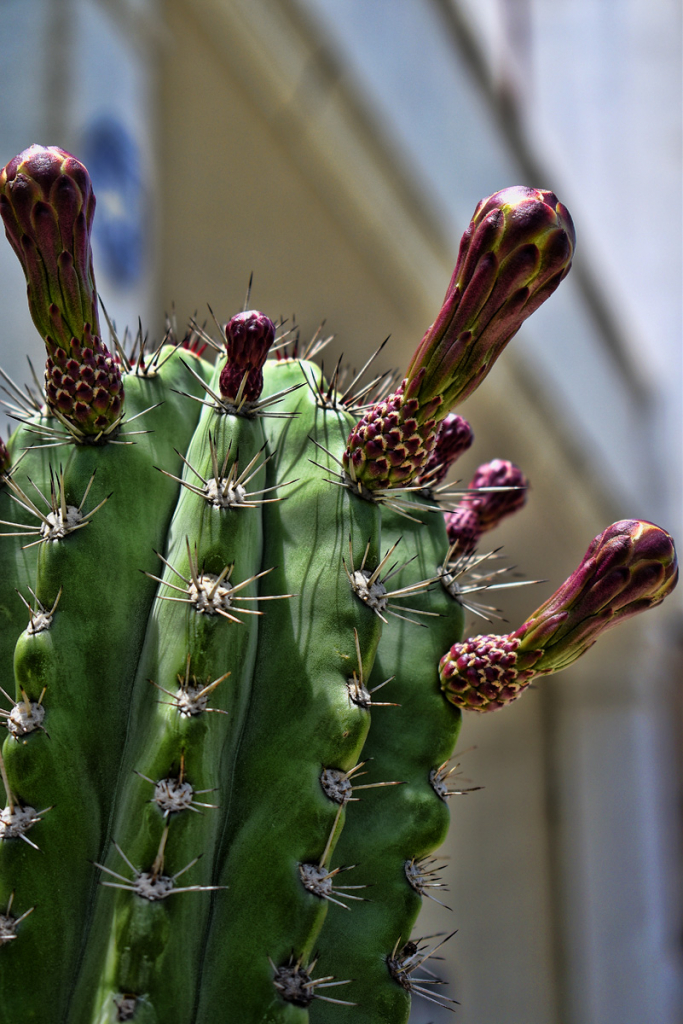 CACTUS' FLOWERS II