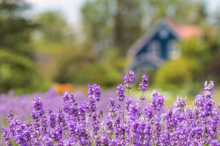 The Lavender Farm