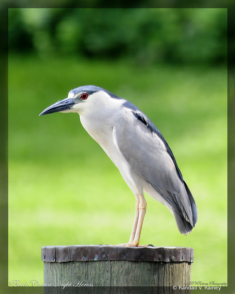 A Black Crown Night Heron