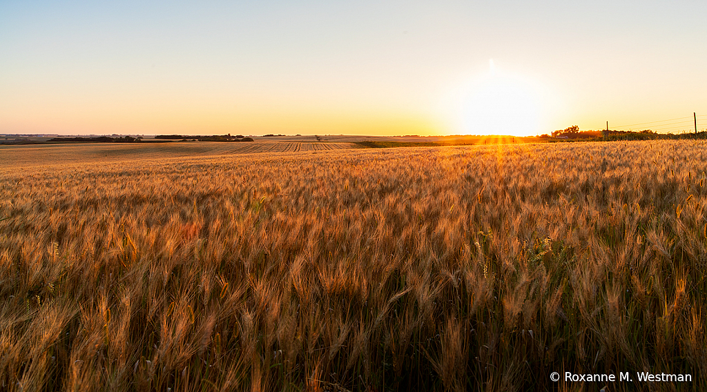 Wheat ripened for harvest