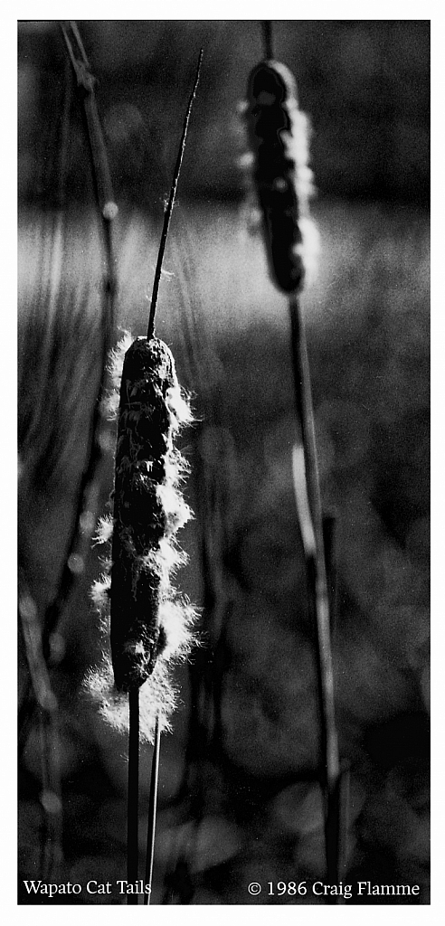 Wapato Cat Tails