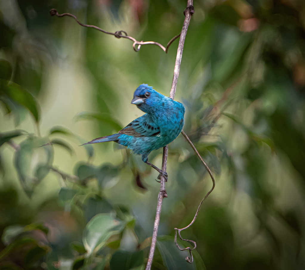 Talking to the Indigo Bunting