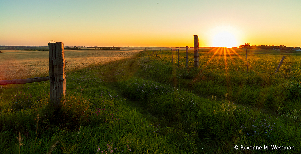 Side road in the wheatfield