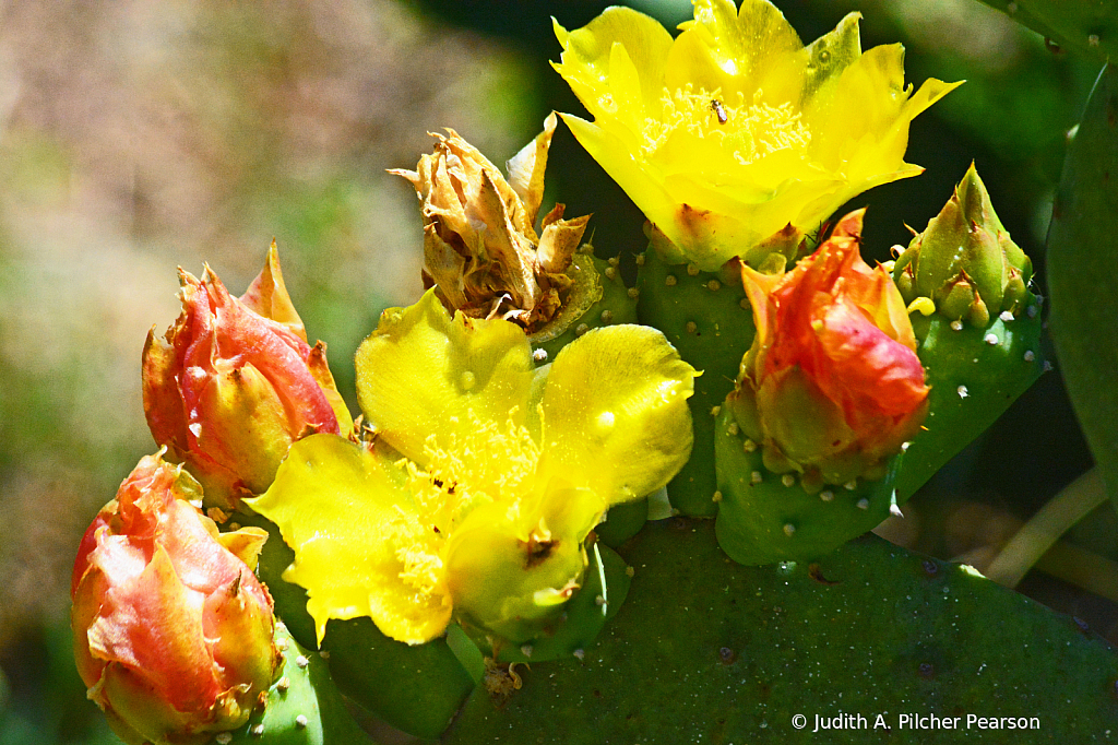 the cactus garden....