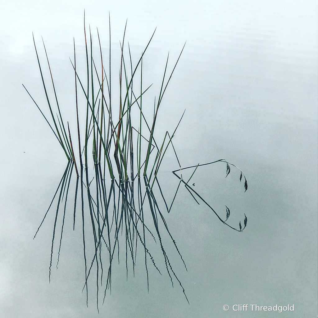 Water Reeds,Hamilton Lake