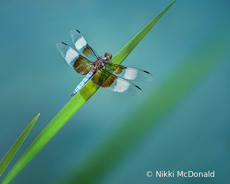 Male Widow Skimmer