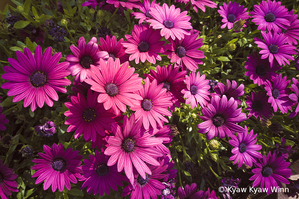 The Wild Flowers - ID: 15839004 © Kyaw Kyaw Winn