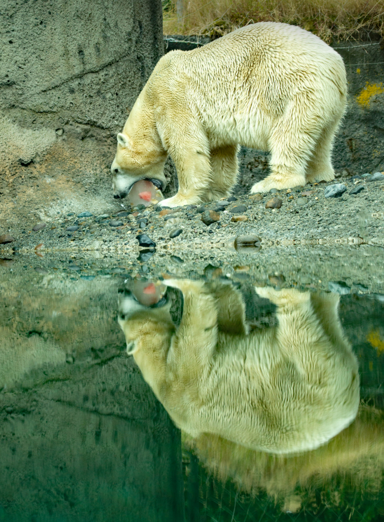 Polar Bear Treat