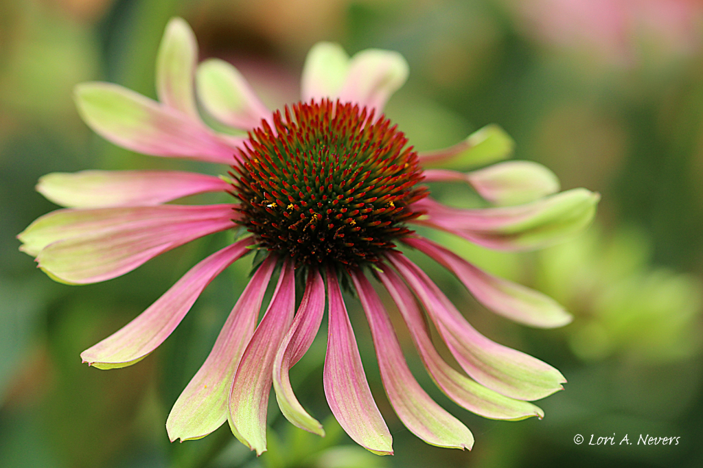 Green Twister Coneflower