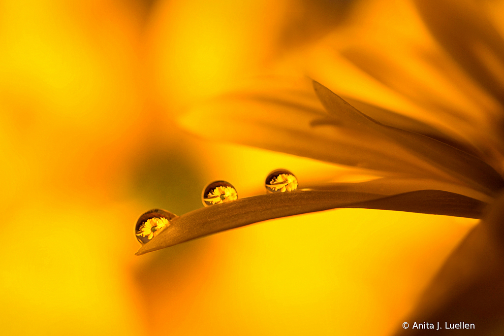 Reflected Blooms