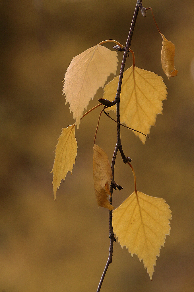 Birch leaves in late autumn