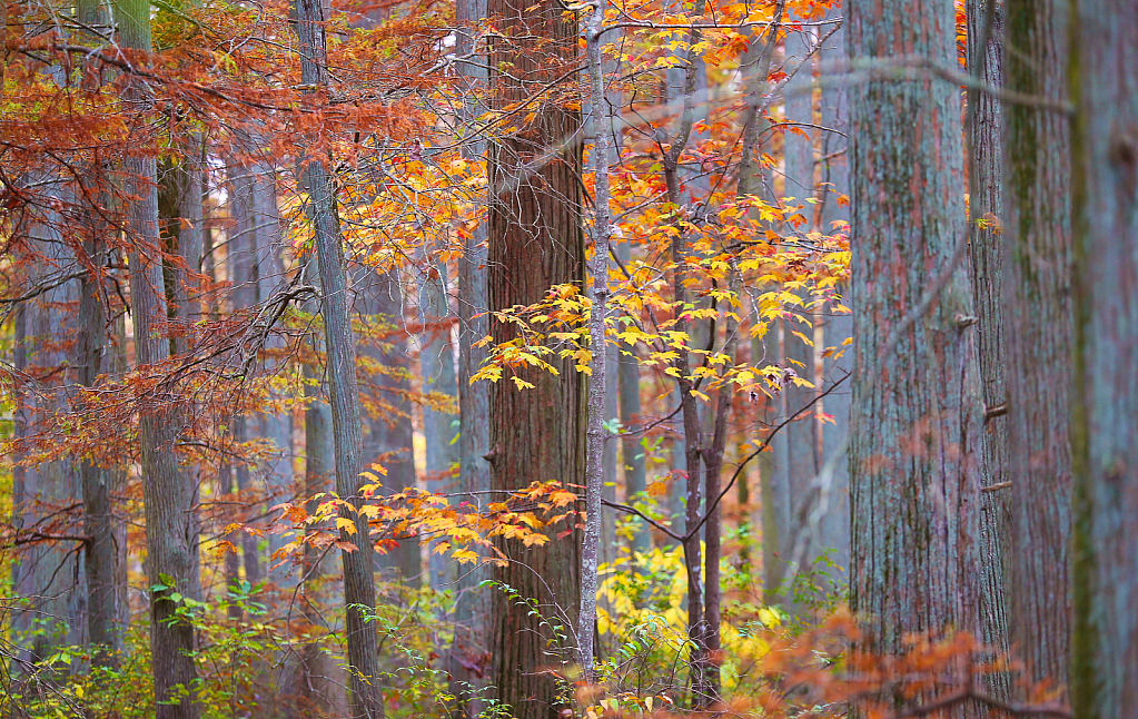 Maple in the Cypress