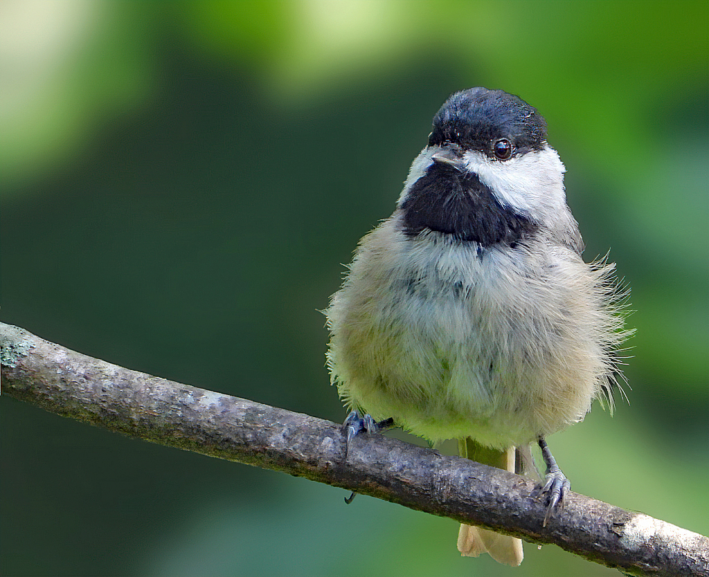 Black-Capped Chickadee