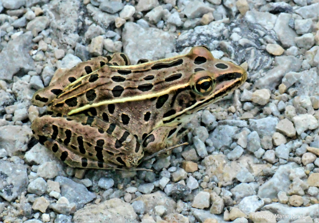 Frog - ID: 15839869 © Theresa Marie Jones