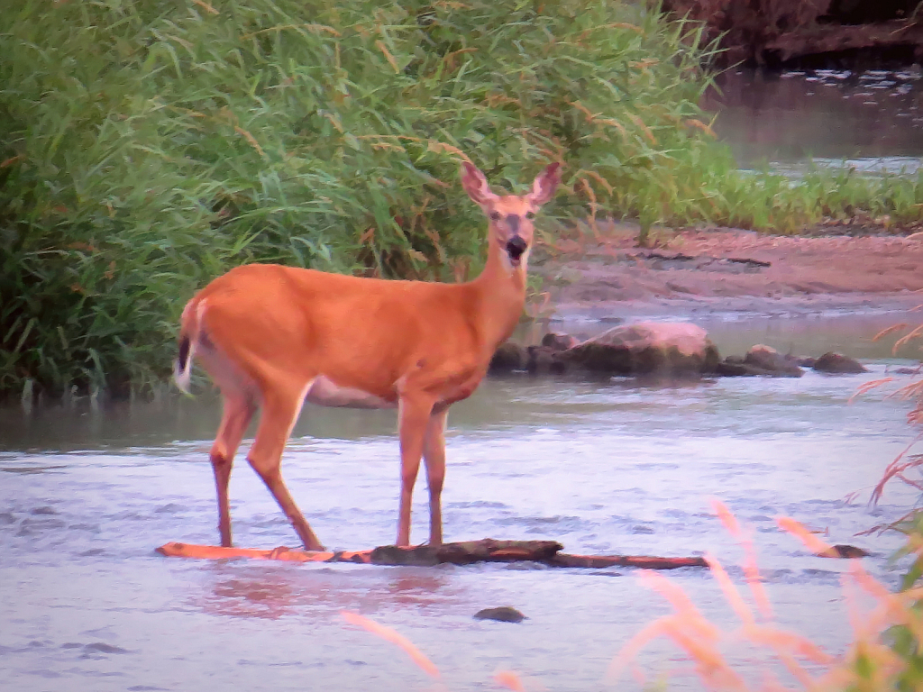 Deer In The Stream