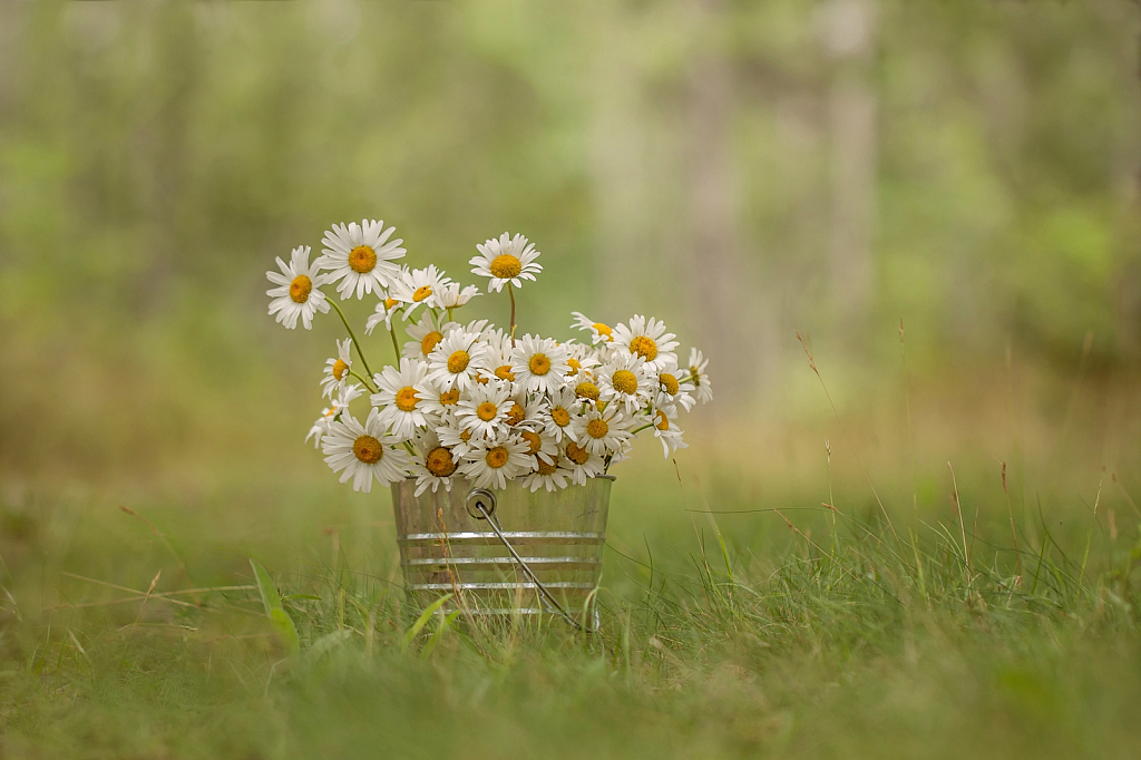 Bucket of Daisies