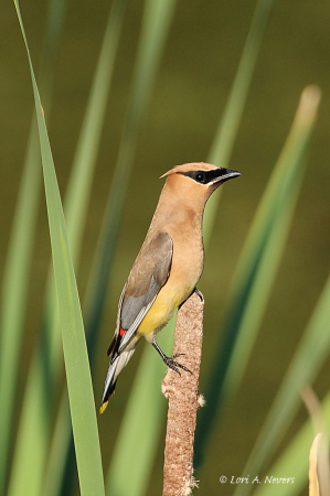 Cedar Waxwing 2