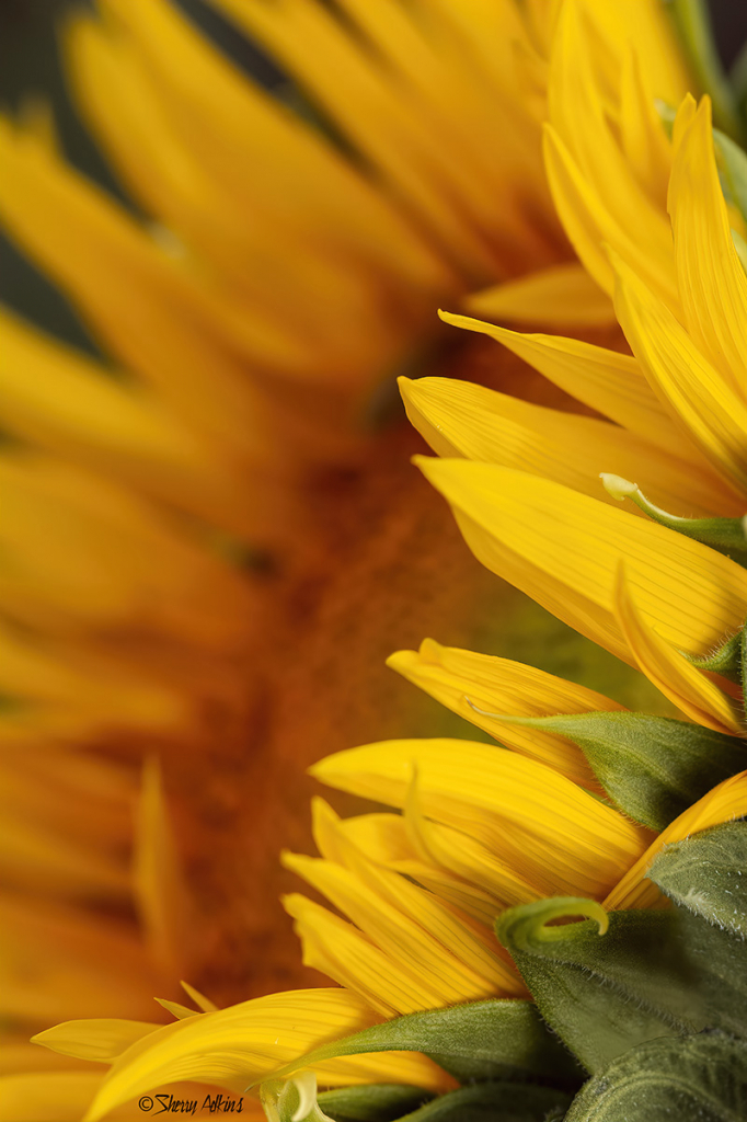 Closeup of Sunflower - ID: 15843168 © Sherry Karr Adkins