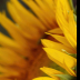 2Closeup of Sunflower - ID: 15843168 © Sherry Karr Adkins