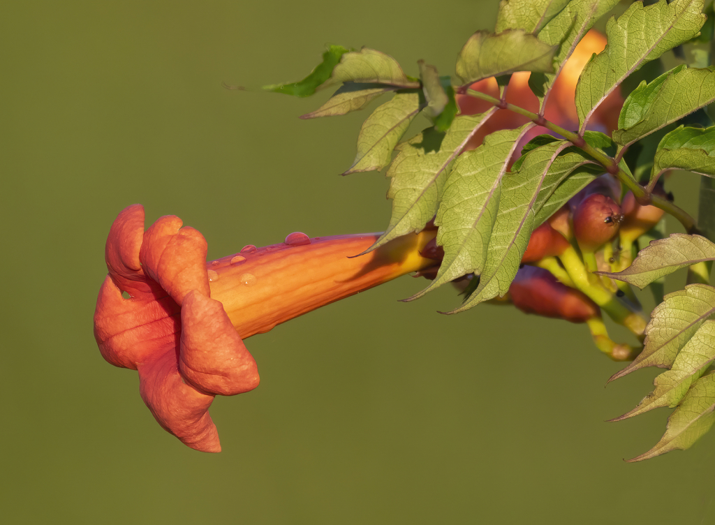 Trumpet Vine  