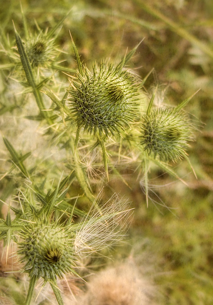img6