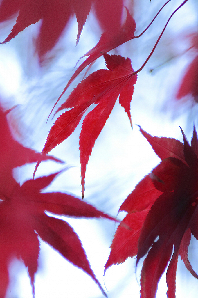 Japanese maple leaves in late autumn