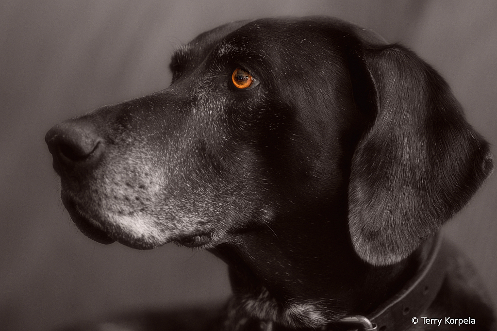 Tilly  14 Year Old GSP